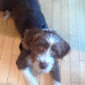 Meet your Posher, Robin